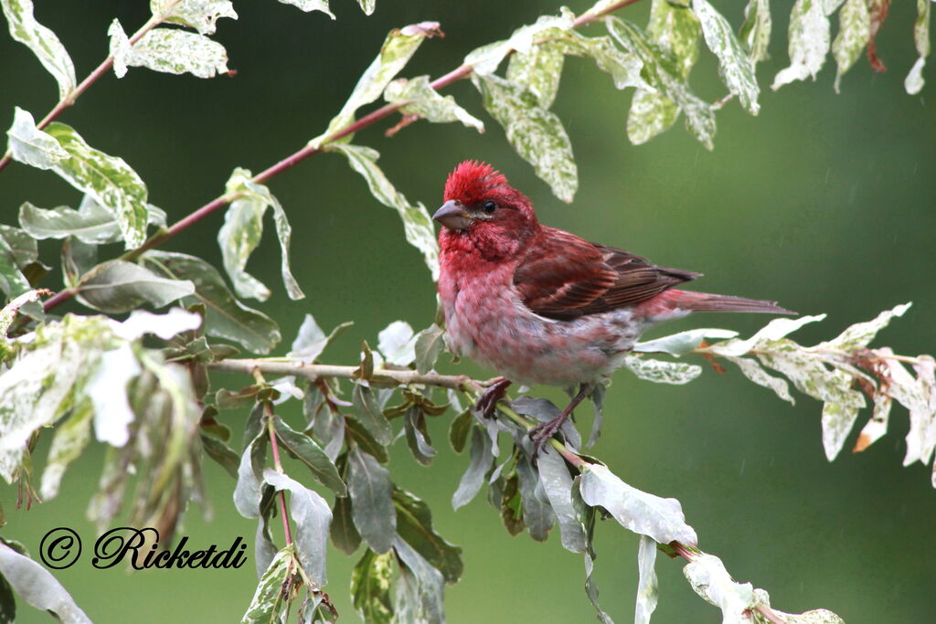 Purple Finch male