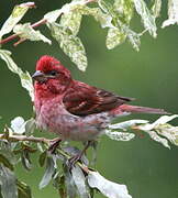 Purple Finch