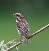 Purple Finch