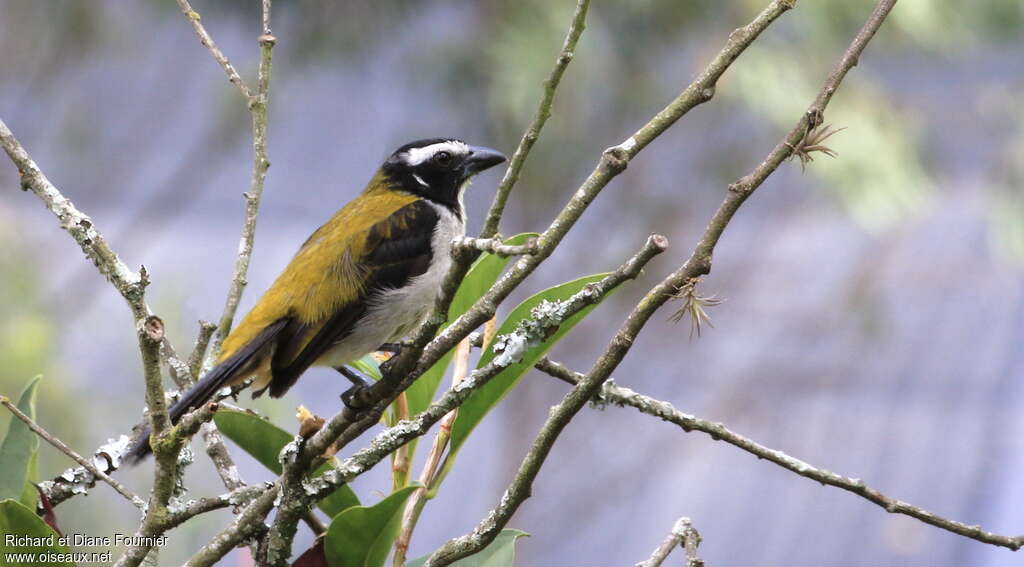 Black-winged Saltatoradult, identification