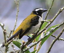 Black-winged Saltator