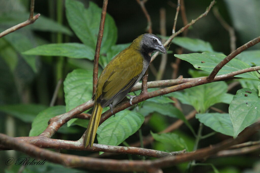 Saltator des grands-bois