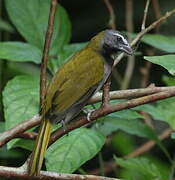 Buff-throated Saltator