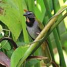 Saltator des grands-bois