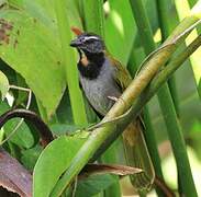 Buff-throated Saltator