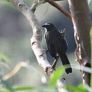 Cinnamon-bellied Saltator