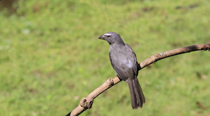 Greyish Saltator