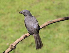 Bluish-grey Saltator