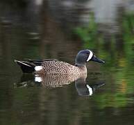 Blue-winged Teal