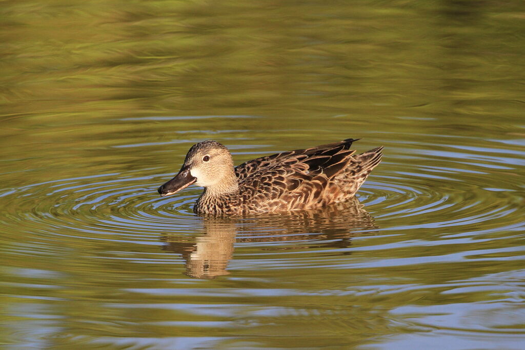 Blue-winged Teal female