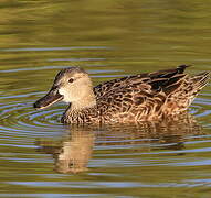 Blue-winged Teal