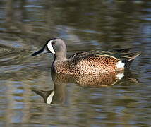 Blue-winged Teal