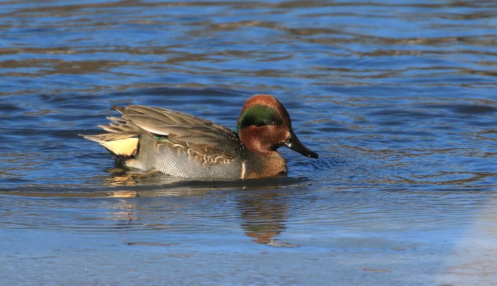 Green-winged Teal male