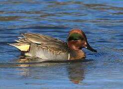 Green-winged Teal