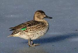 Eurasian Teal