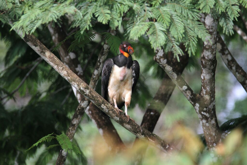 King Vulture