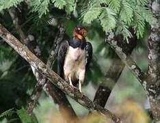 King Vulture