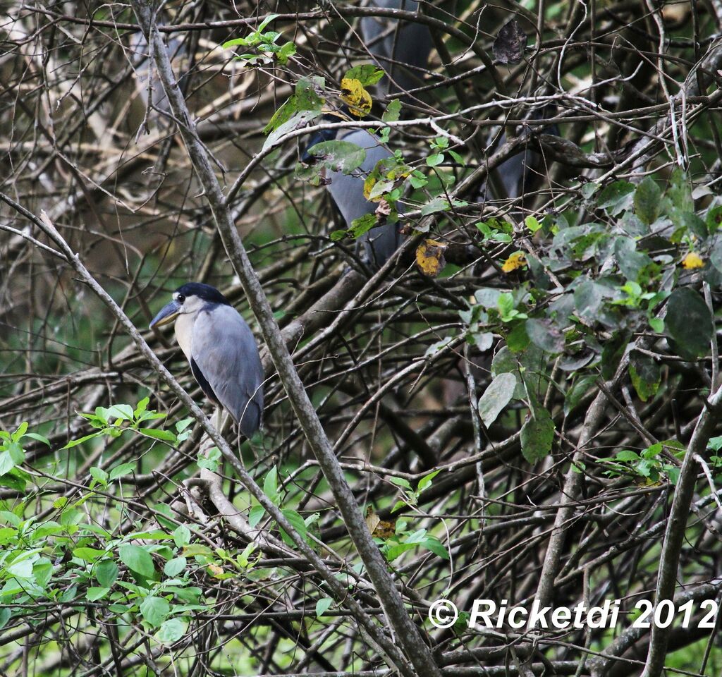 Boat-billed Heron