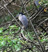 Boat-billed Heron