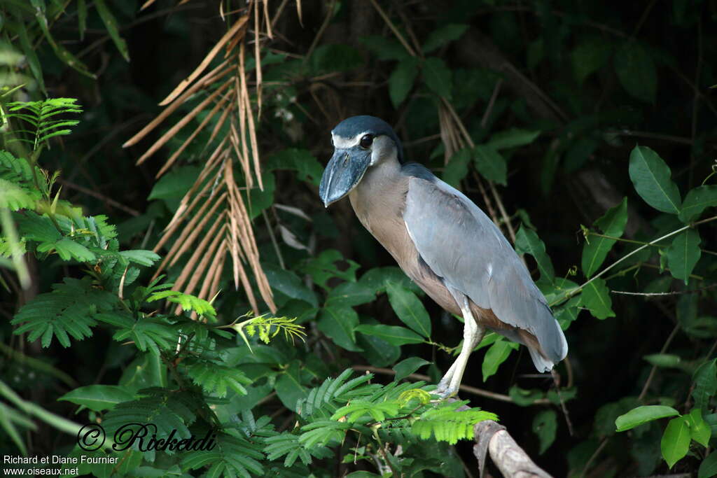 Savacou huppéadulte, identification