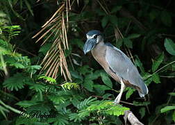 Boat-billed Heron