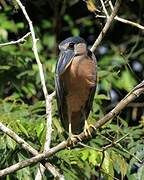 Boat-billed Heron