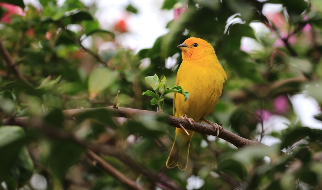 Saffron Finch male