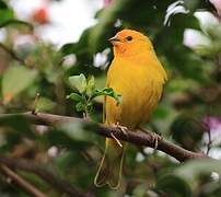 Saffron Finch