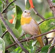 Saffron Finch