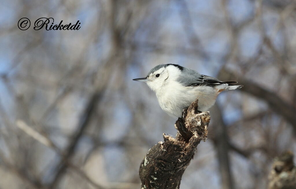 White-breasted Nuthatch female