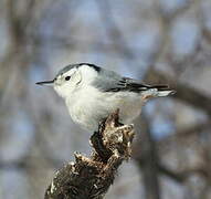 White-breasted Nuthatch