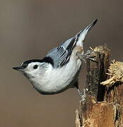 White-breasted Nuthatch