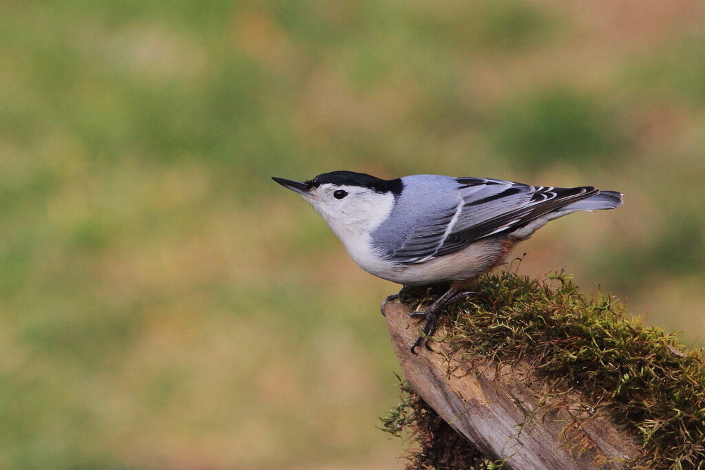 White-breasted Nuthatch male