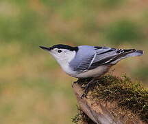 White-breasted Nuthatch