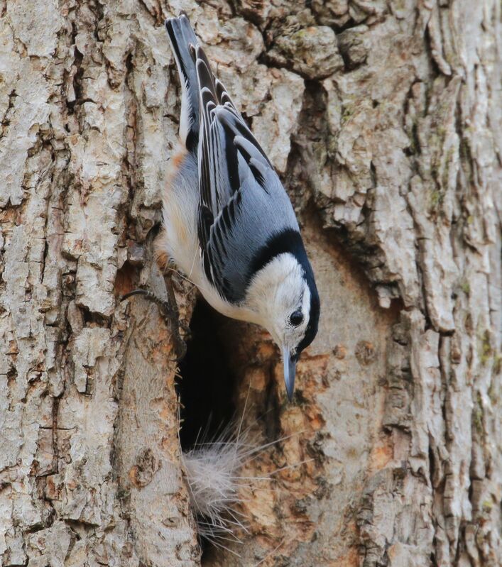 White-breasted Nuthatch male, Reproduction-nesting