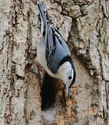 White-breasted Nuthatch