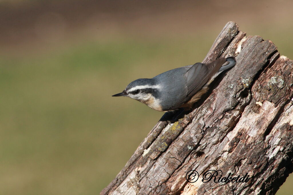 Red-breasted Nuthatch female