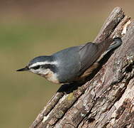 Red-breasted Nuthatch