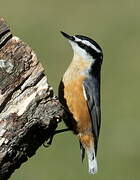 Red-breasted Nuthatch