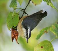 Red-breasted Nuthatch