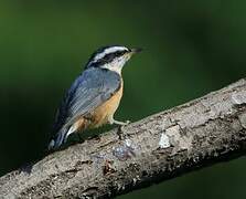 Red-breasted Nuthatch