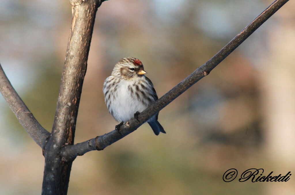 Common Redpoll female