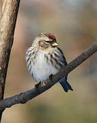 Common Redpoll