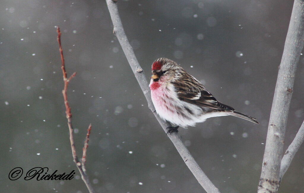 Common Redpoll male