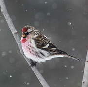 Common Redpoll