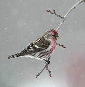 Common Redpoll