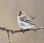 Common Redpoll