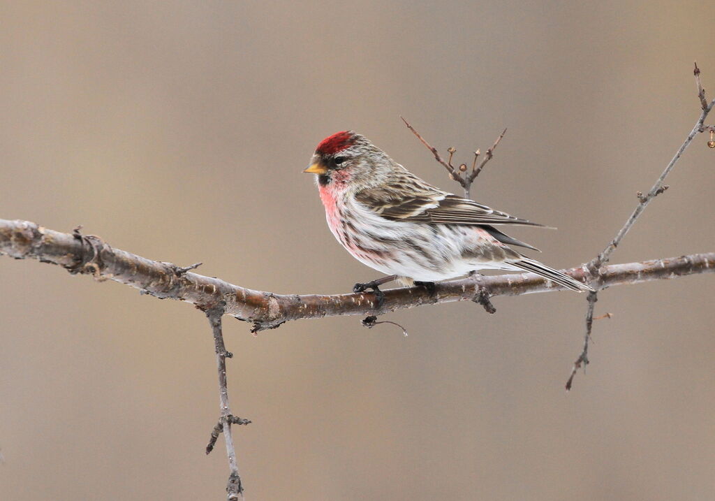 Common Redpoll male