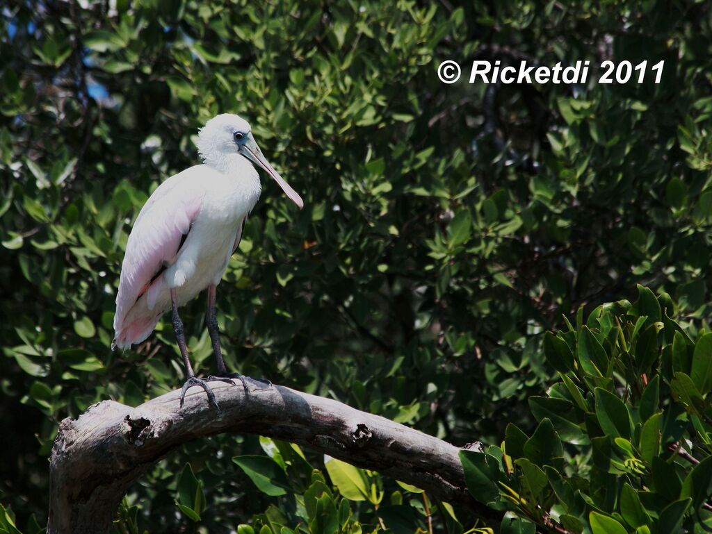 Roseate Spoonbill