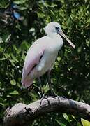 Roseate Spoonbill